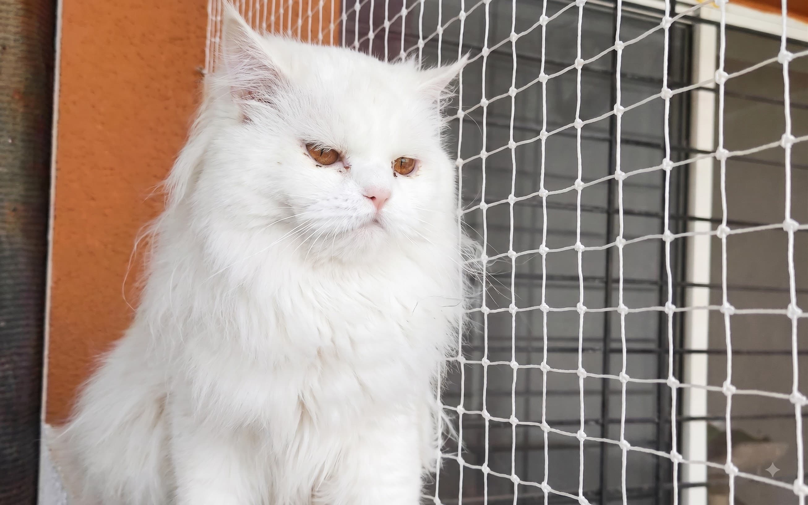 Pet & Cat Safety Nets installation in Chennai
