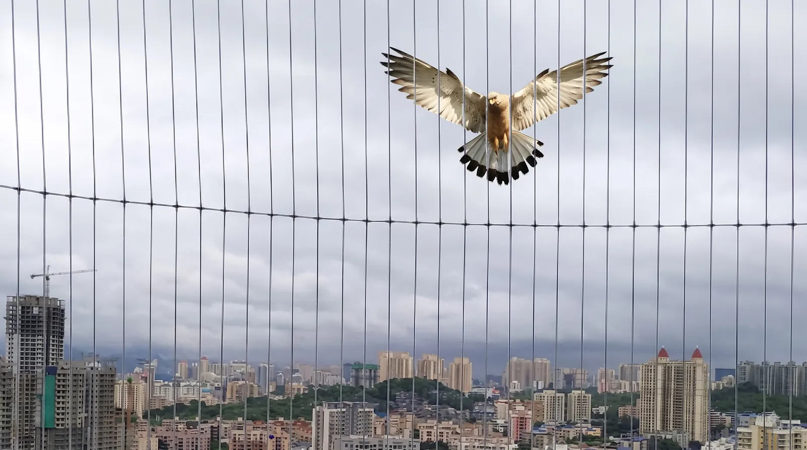 Invisible grills for bird control Chennai
