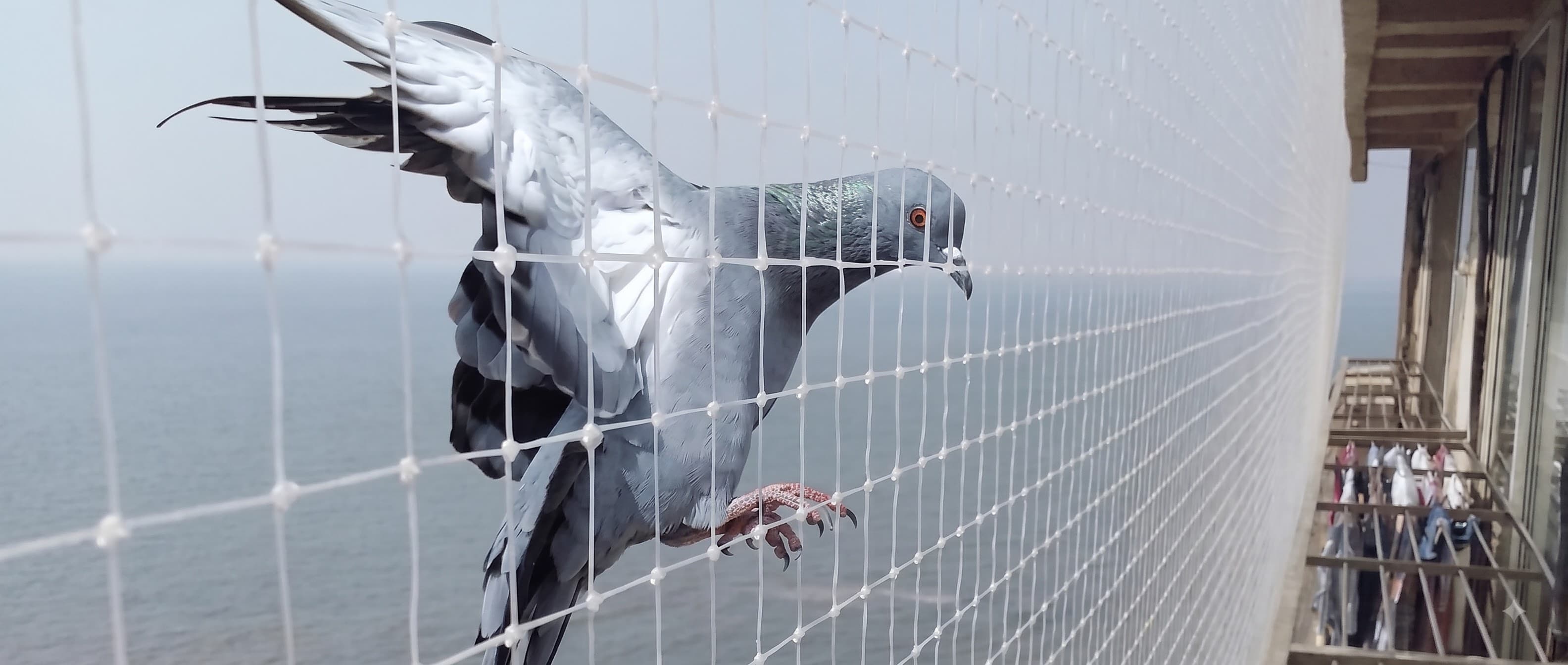 Kabutar Net Near Me in Chennai: The Complete Guide to Pigeon Net for Balcony Price, Cost Per Square Feet & Installation